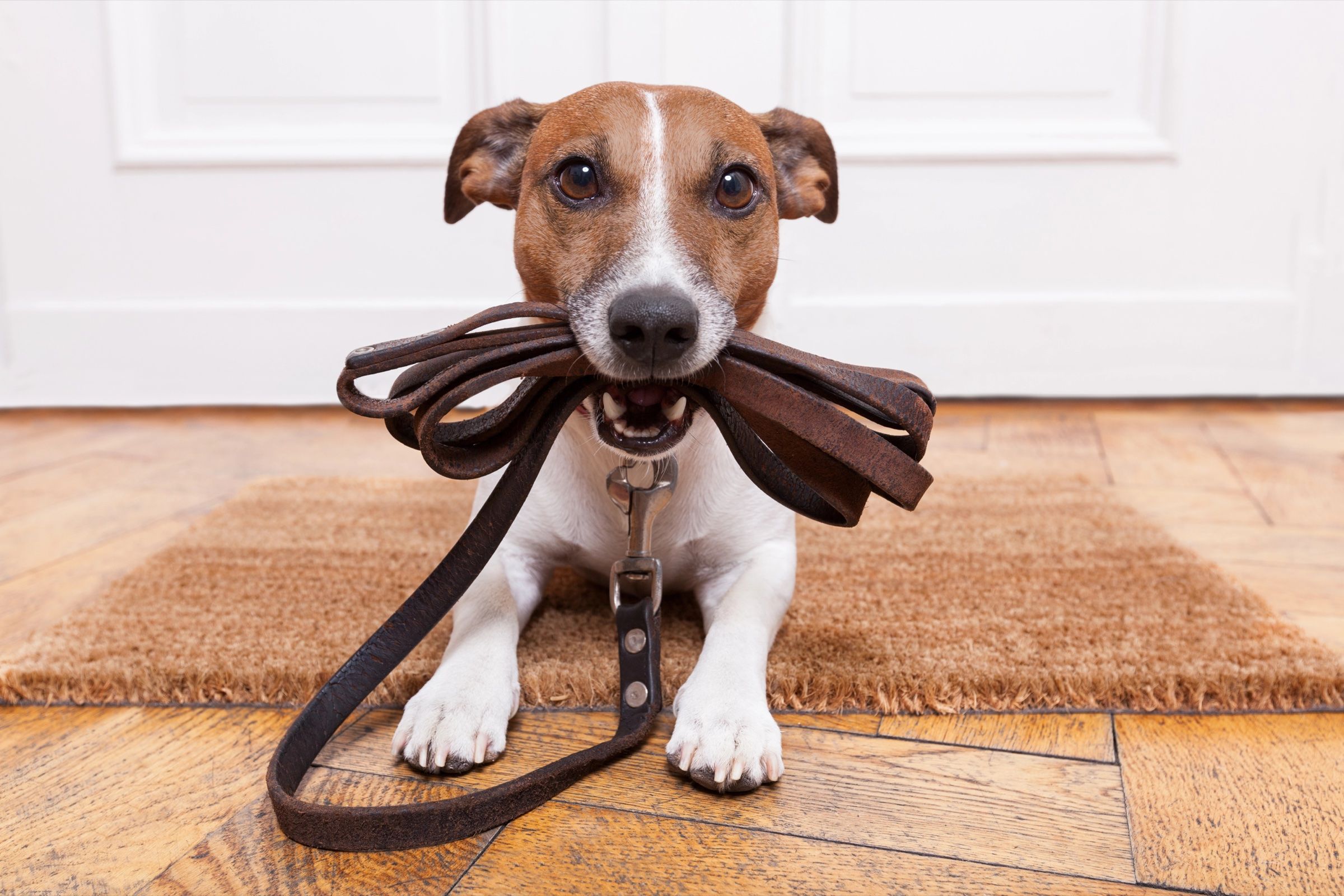 A Jack Russell terrier on the doormat with its leash in its mouth