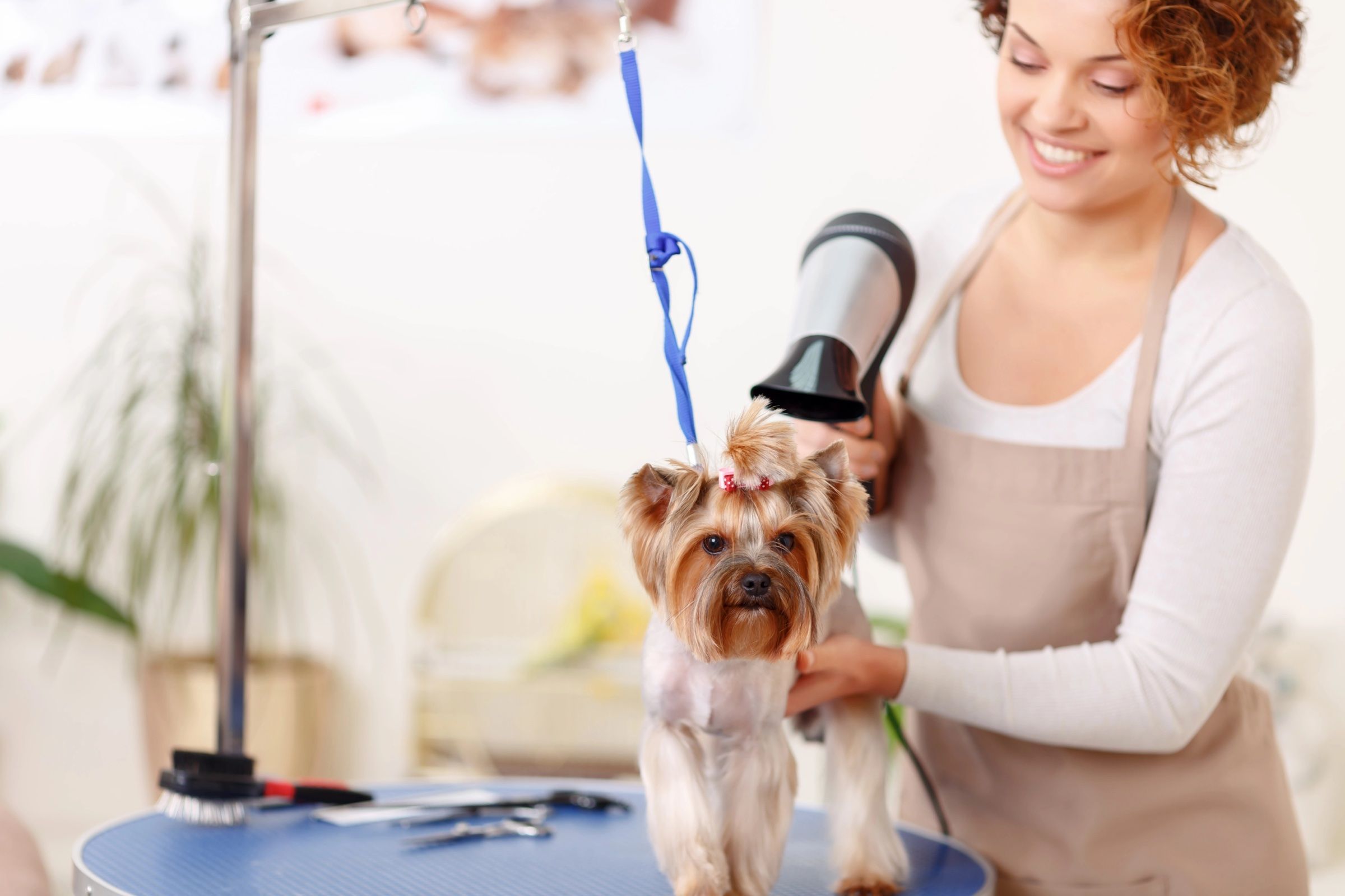 A groomer blow-drying a Yorkshire terrier on a grooming table