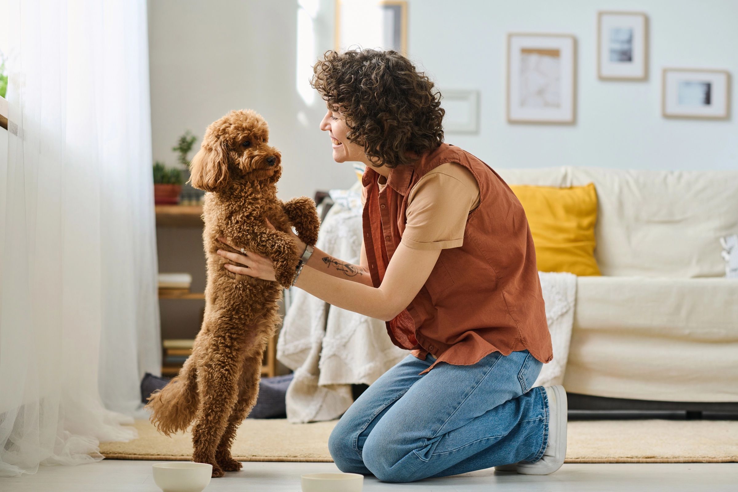 A pet sitter kneeling on a living-room floor with a poodle standing up to greet her